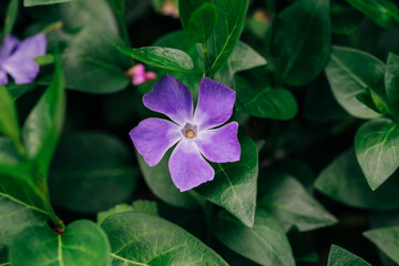purple flower