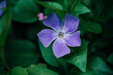 purple flower periwinkle