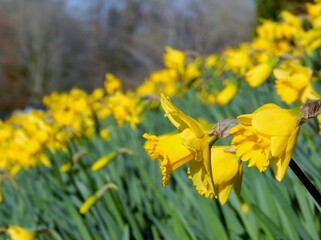 yellow daffodils in spring