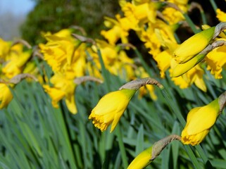 yellow flowers in spring