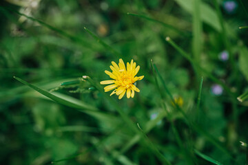 yellow dandelion