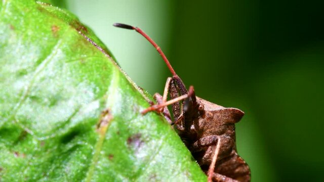 Dock Bugs on a leaf. His Latin name is Coreus marginatus.