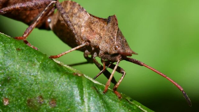 Dock Bugs in copulation. His Latin name is Coreus marginatus.