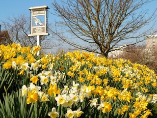 daffodils in the park