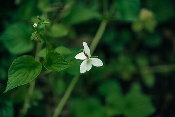 white flower
