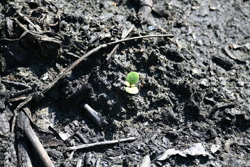 black and white texture