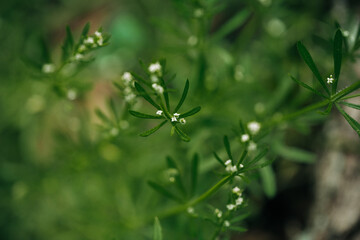 green grass and flowers