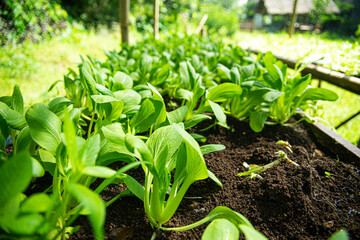 organic farm clean farm