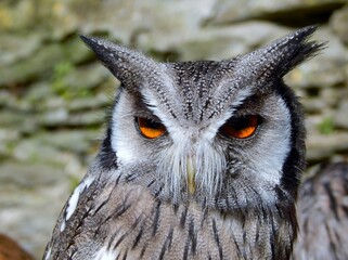 owl stare