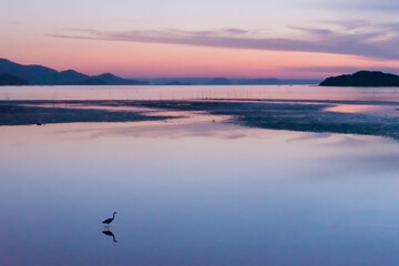Obraz na płótnie Canvas 夕方静かな海と一羽の鳥