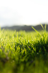 Green rolling hills on a rural farm. 