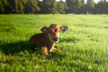 A young pasture fed calf on a rural organic farm. 
