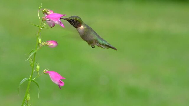 Ruby-throated Hummingbird in Slow Motion