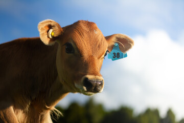 A young pasture fed calf on a rural organic farm.  © Carl