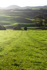 Obraz premium Green rolling hills on a rural farm. 
