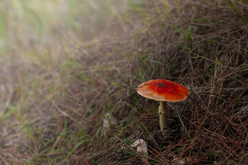 Finding and identifying a poisonous toadstool while foraging for mushrooms. 