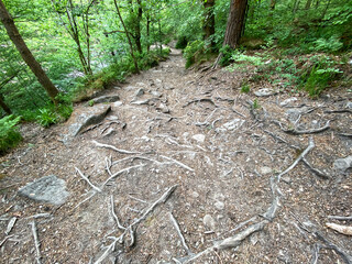 Forest floor with roots and stones in, Hardcastle Crags, Hebden Bridge, UK
