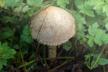 Foraging for mushrooms in New Zealand. 