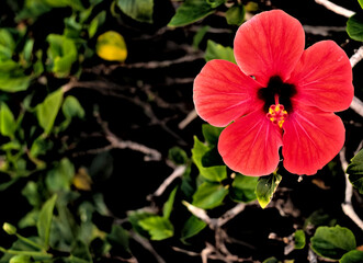 Very vivid red flower hibiscus with empty text space.