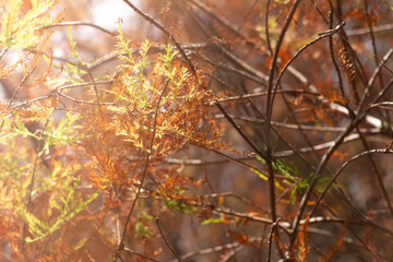 The golden leaves of autumn. 