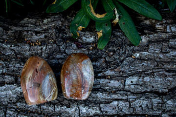 Polished Petrified Wood on Wooden Background