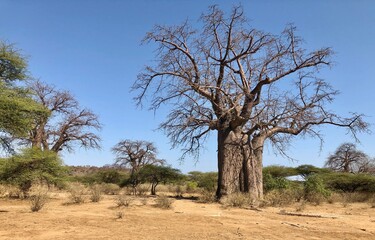 Baobab trees at midday in Tanzania, Africa 