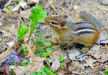 A tiny chipmunk with stripes on rocks and leaves