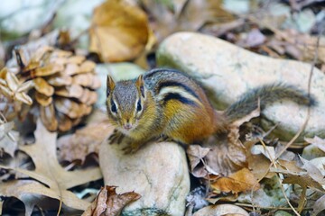 Fototapeta premium A tiny chipmunk with stripes on rocks and leaves