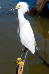 The elegant Great Egret. Great Egrets are tall, long-legged wading birds with long, S-curved necks and long.