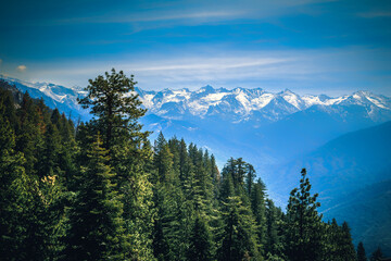 Fototapeta premium Forest and The Mountains, Sequoia National Park, California