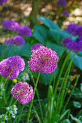 Purple globe allium flower in the spring