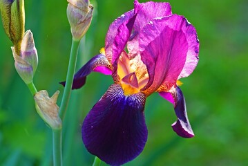 Purple and yellow bearded iris flower in bloom