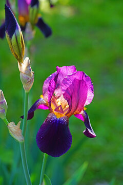 Purple and yellow bearded iris flower in bloom