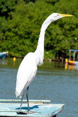 Obraz premium The elegant Great Egret. Great Egrets are tall, long-legged wading birds with long, S-curved necks and long.