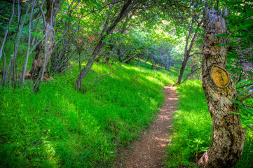 Path Through the Forest, Sequoia National Park, California