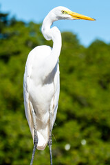 The elegant Great Egret. Great Egrets are tall, long-legged wading birds with long, S-curved necks and long.