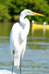 The elegant Great Egret. Great Egrets are tall, long-legged wading birds with long, S-curved necks and long.