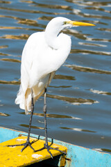 The elegant Great Egret. Great Egrets are tall, long-legged wading birds with long, S-curved necks and long.