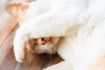 White cat sleeping with front leg cover its face, soft focus