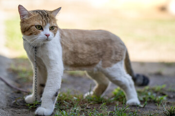 Cute looking cat on chain