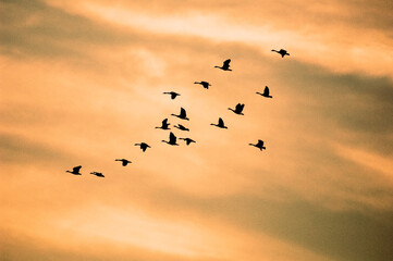 Geese in Flight at Sunset