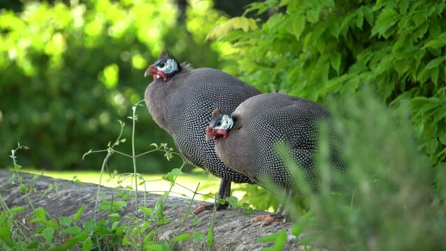 Two guinea fowl standing together on a wall with nature scenery in the background.  Their feathers move and blow around in the wind.