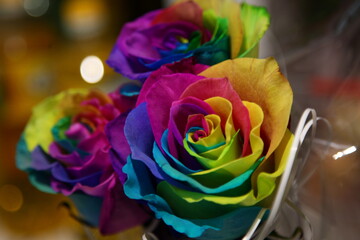 Fototapeta na wymiar Bouquet of 3 multicolored roses, shot close-up