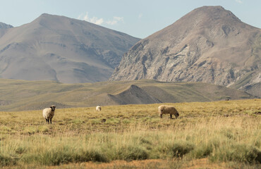 Ovejas Hampshire pastando en un prado con cerros al fondo