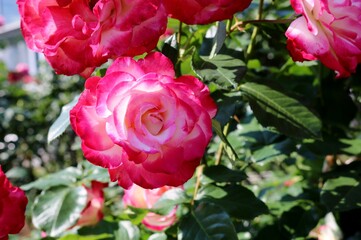 花　ばら　ピンク　華やか