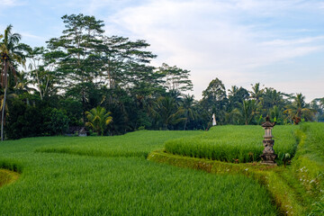 View of beautiful nature environment, lush green palm trees growing on rice fields during sunrise. Morning light on rice fields with  surrounded by rainforest with coconut trees. Bali, Indinesia