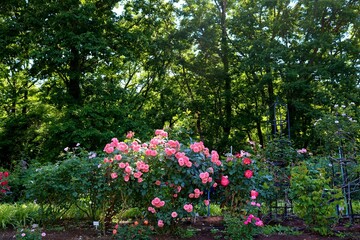 新緑　ばら　風景　茨城