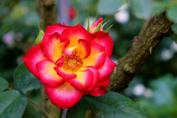 花　ばら　赤黄色　風景