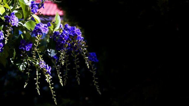 Purple Flowers in the Wind