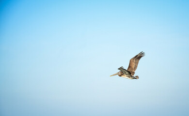 pelican in flight